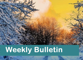 A forest of trees covered in snow and the sun shining with words Weekly Bulletin
