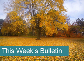 A tree with falling gold leaves in fall and the words This' Week's Bulletin